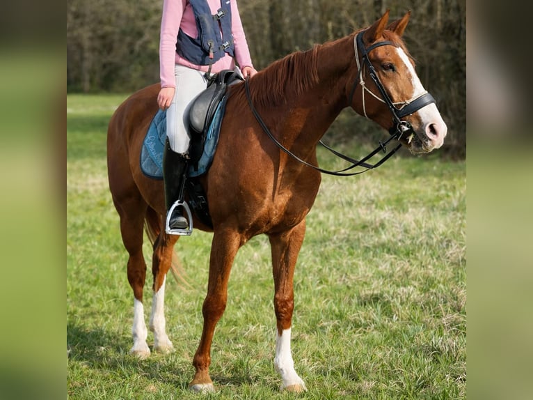 Belgian Sport Horse Gelding 5 years 17,1 hh Chestnut-Red in Saõne et Loire