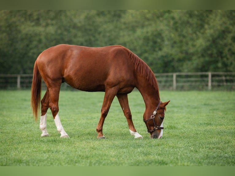Belgian Sport Horse Gelding 5 years 17,1 hh Chestnut-Red in Saõne et Loire