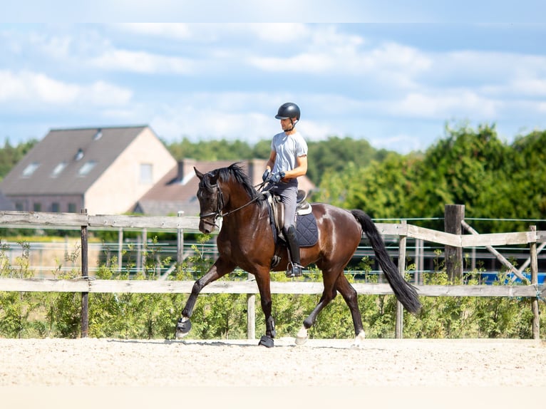 Belgian Sport Horse Gelding 5 years 17,1 hh Smoky-Black in Pelt