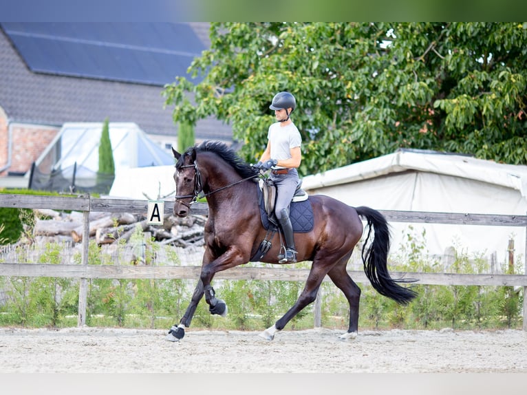 Belgian Sport Horse Gelding 5 years 17,1 hh Smoky-Black in Pelt