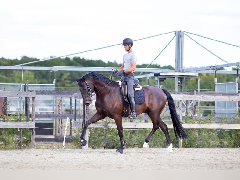 Belgian Sport Horse Gelding 5 years 17,1 hh Smoky-Black in Pelt