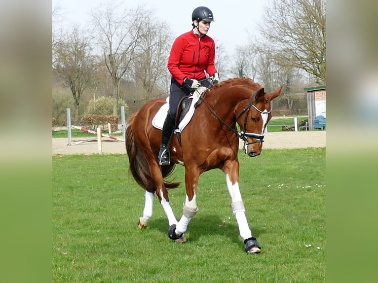 Belgian Sport Horse Gelding 6 years 16,1 hh Chestnut-Red in Kempen