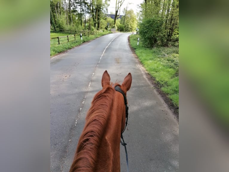 Belgian Sport Horse Gelding 6 years 16,1 hh Chestnut-Red in Kempen