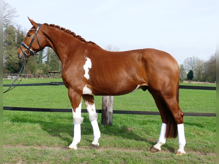 Belgian Sport Horse Gelding 6 years 16,1 hh Chestnut-Red in Kempen