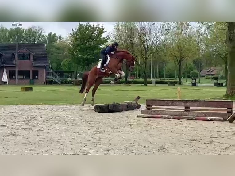 Belgian Sport Horse Gelding 6 years 16,1 hh Chestnut-Red in Kempen