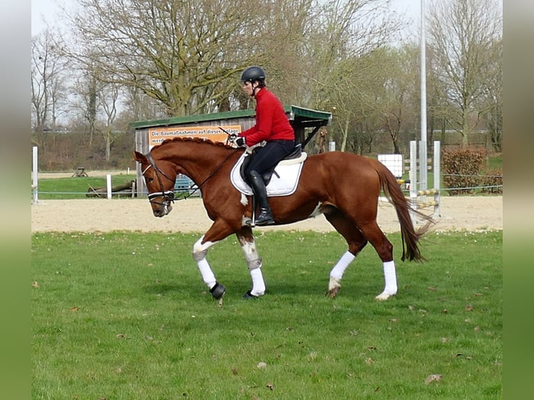 Belgian Sport Horse Gelding 6 years 16,1 hh Chestnut-Red in Kempen