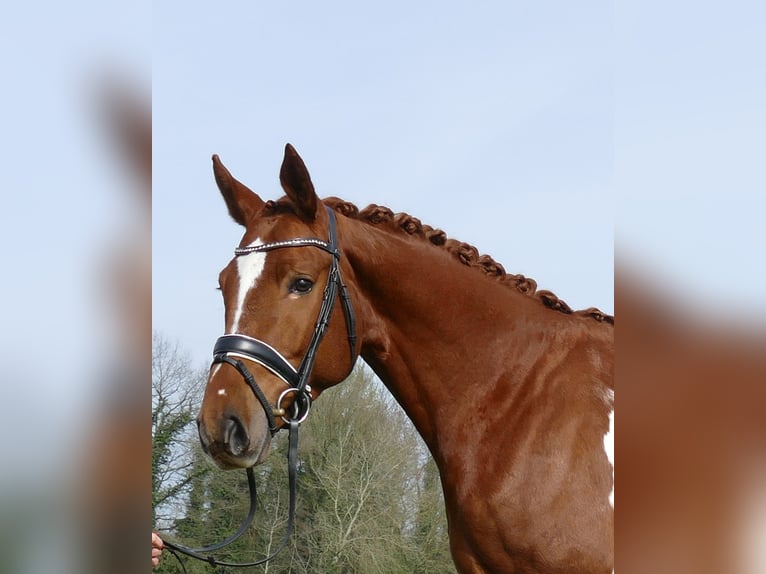 Belgian Sport Horse Gelding 6 years 16,1 hh Chestnut-Red in Kempen