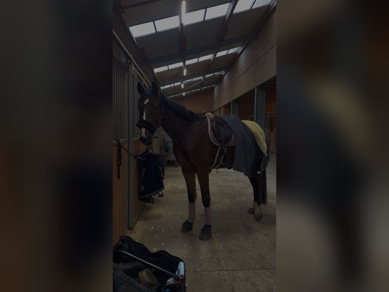 Belgian Sport Horse Gelding 6 years 16,2 hh Brown in Oberwölbling