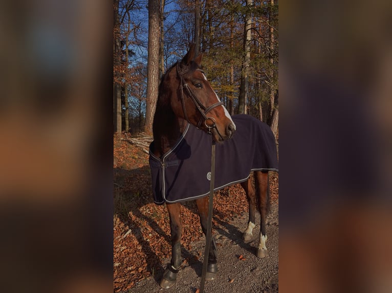 Belgian Sport Horse Gelding 6 years 16,2 hh Brown in Oberwölbling