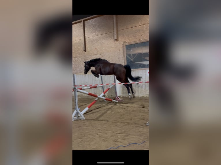 Belgian Sport Horse Gelding 6 years 16,2 hh Brown in Oberwölbling