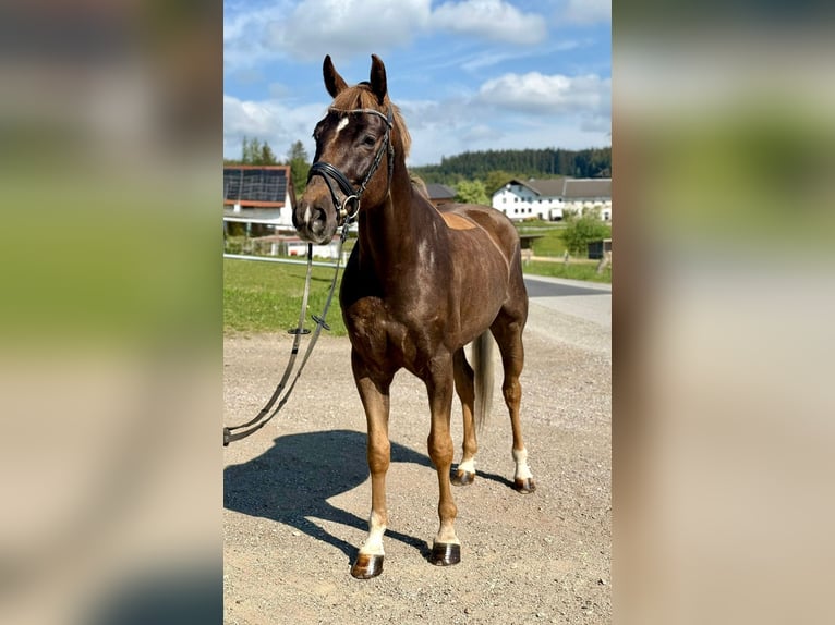 Belgian Sport Horse Gelding 6 years 16.2 hh Chestnut in Boulogne-Billancourt