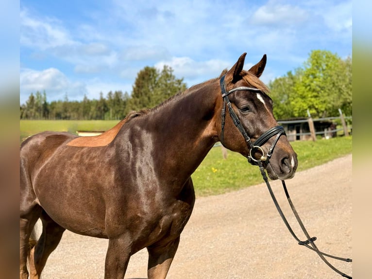 Belgian Sport Horse Gelding 6 years 16.2 hh Chestnut in Boulogne-Billancourt