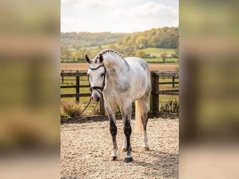 Belgian Sport Horse Gelding 6 years 16.3 hh Grey in Kulcs határ 25.