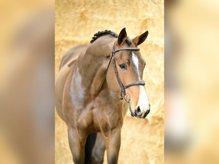 Belgian Sport Horse Gelding 6 years 16,2 hh Brown in Bladel