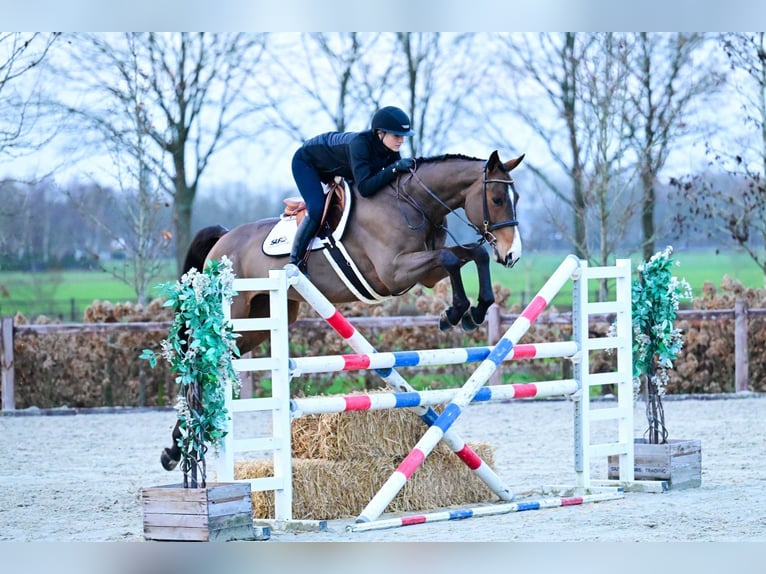 Belgian Sport Horse Gelding 6 years 16,2 hh Brown in Bladel