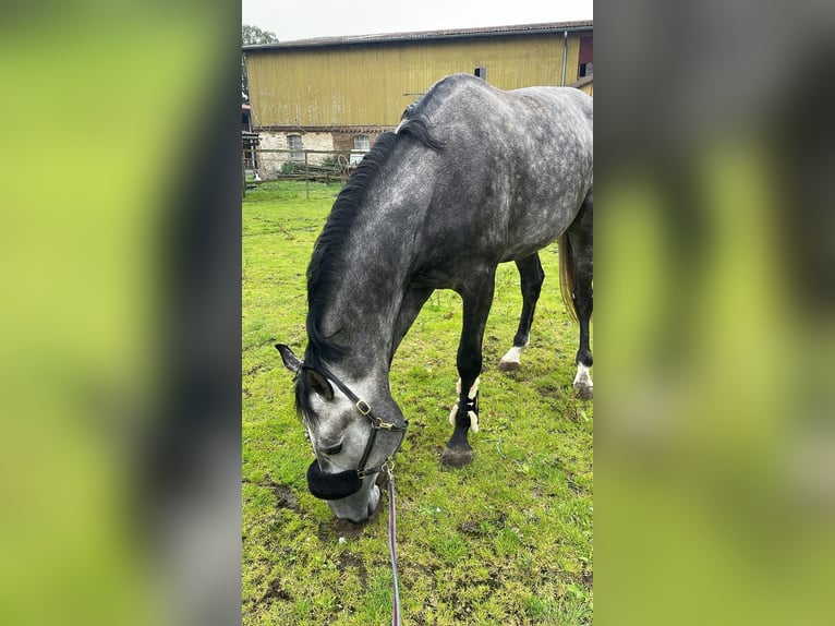 Belgian Sport Horse Gelding 6 years 16,3 hh Grey-Dark-Tan in Borstel
