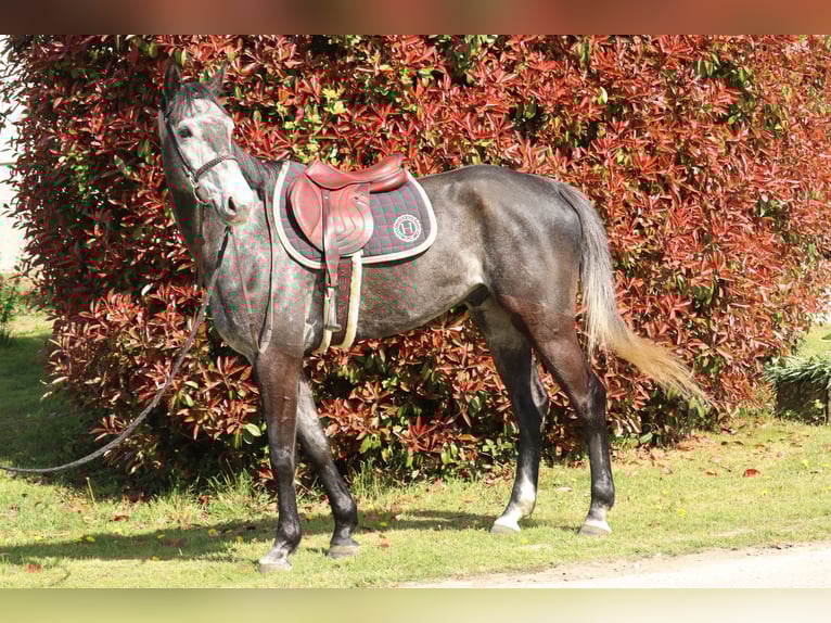 Belgian Sport Horse Gelding 6 years 16,3 hh Grey in Merdrignac