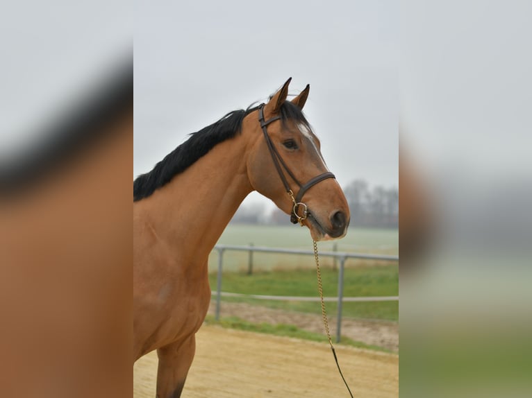 Belgian Sport Horse Gelding 6 years 17 hh Brown-Light in Geilenkirchen