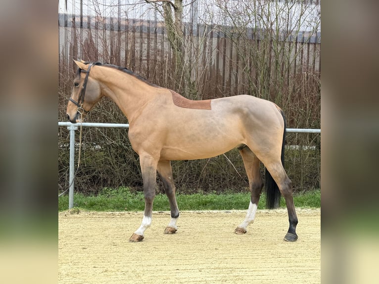 Belgian Sport Horse Gelding 6 years 17 hh Brown-Light in Geilenkirchen