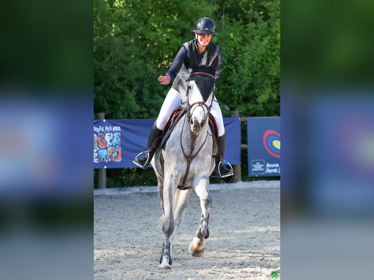 Belgian Sport Horse Gelding 6 years 17 hh Grey in Chieulles