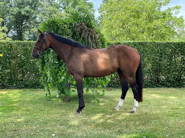 Belgian Sport Horse Gelding 7 years 16,1 hh Brown in Neerglabbeek