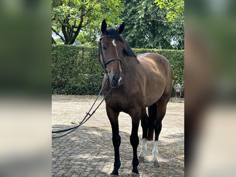 Belgian Sport Horse Gelding 7 years 16,1 hh Brown in Neerglabbeek