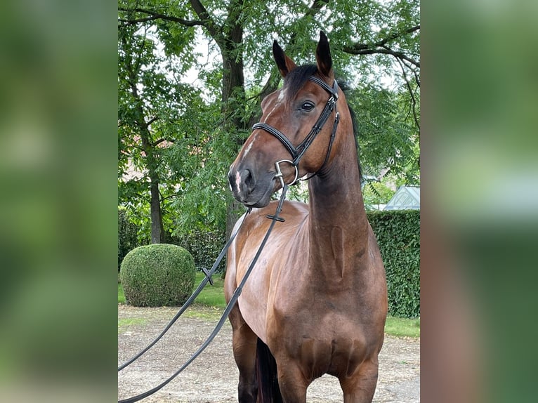 Belgian Sport Horse Gelding 7 years 16,1 hh Brown in Neerglabbeek