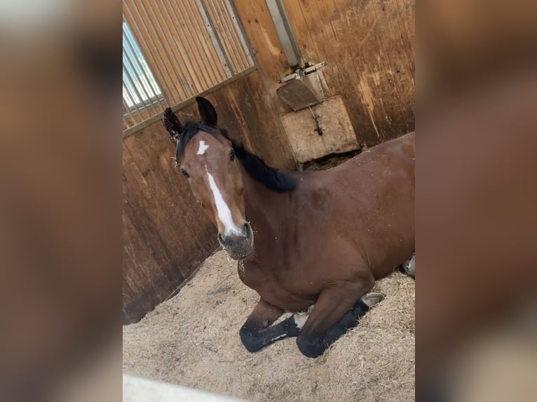 Belgian Sport Horse Gelding 7 years 16.2 hh Brown in Haag