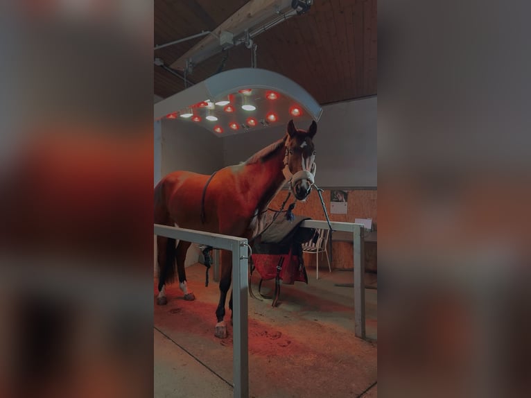 Belgian Sport Horse Gelding 7 years 16.2 hh Brown in Haag