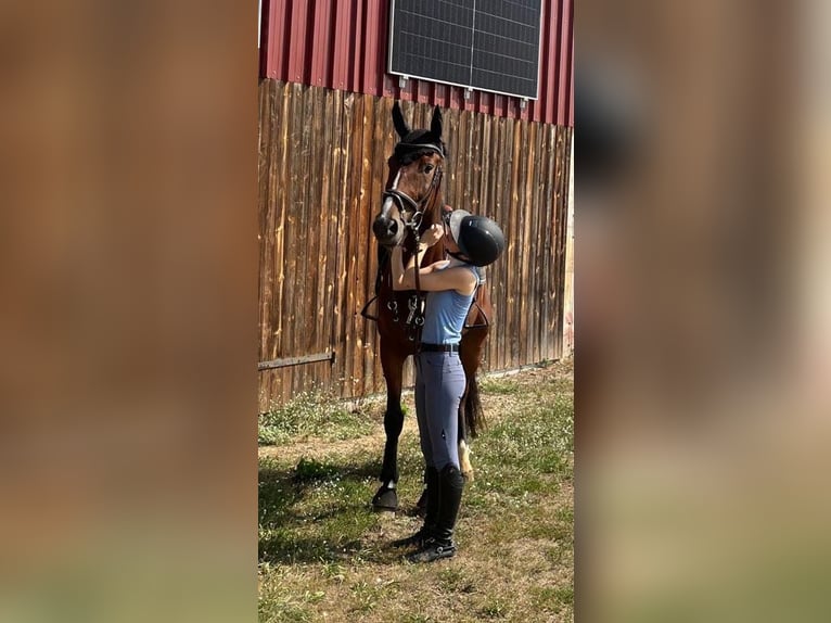 Belgian Sport Horse Gelding 7 years 16.2 hh Brown in Haag