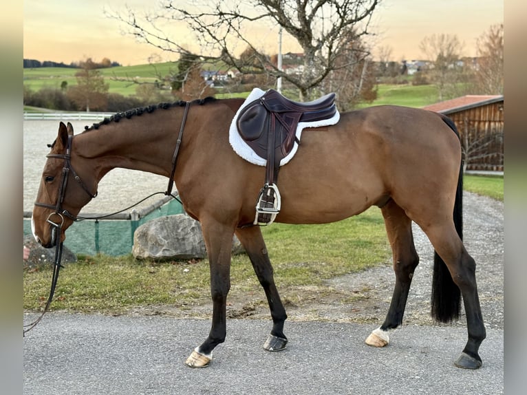 Belgian Sport Horse Gelding 7 years 16,1 hh Brown in Altusried