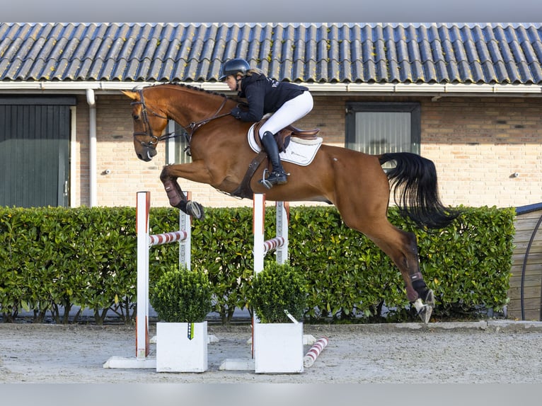 Belgian Sport Horse Gelding 7 years 17,1 hh Brown in Waddinxveen