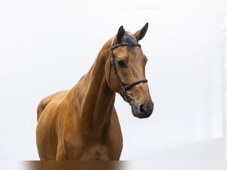 Belgian Sport Horse Gelding 7 years 17,1 hh Brown in Waddinxveen