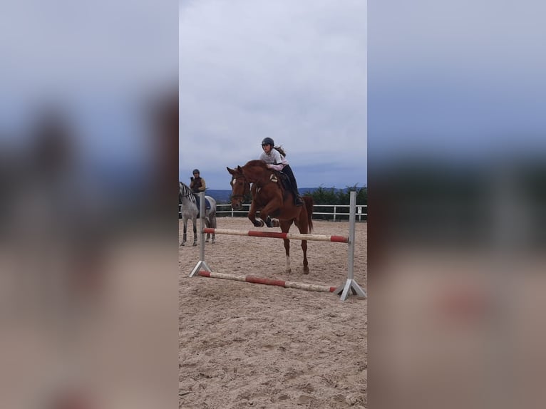 Belgian Sport Horse Mix Gelding 7 years 17 hh Chestnut-Red in Salvatierra