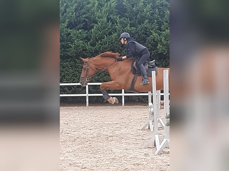 Belgian Sport Horse Mix Gelding 7 years 17 hh Chestnut-Red in Salvatierra