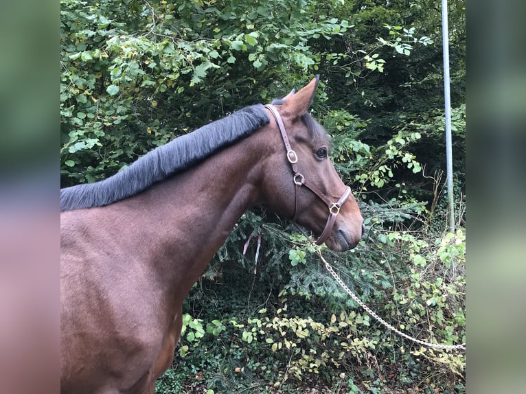 Belgian Sport Horse Gelding 7 years in Murg