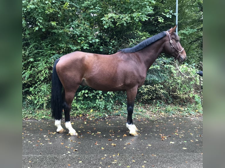 Belgian Sport Horse Gelding 7 years in Murg