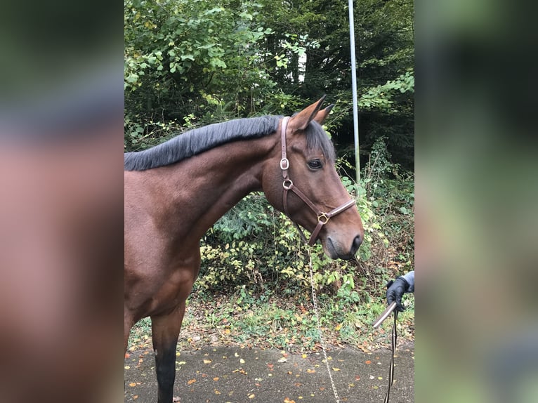 Belgian Sport Horse Gelding 7 years in Murg