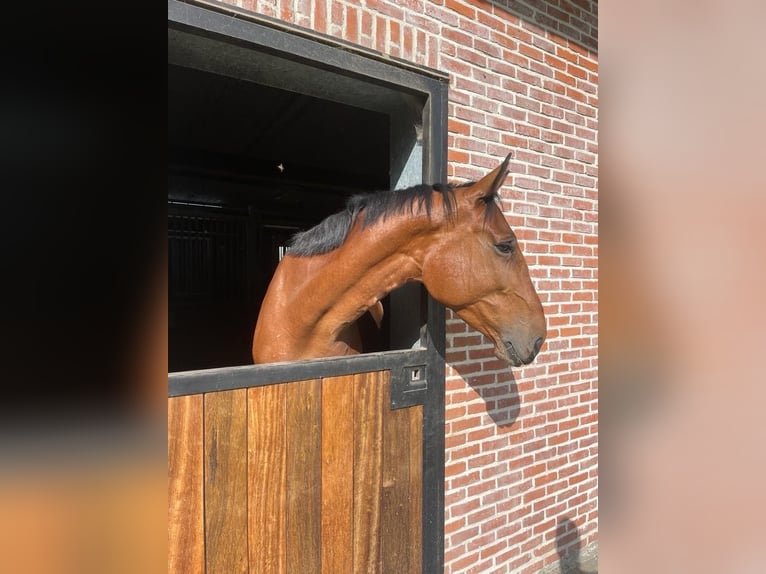 Belgian Sport Horse Gelding 8 years 16,2 hh Brown in Wuustwezel