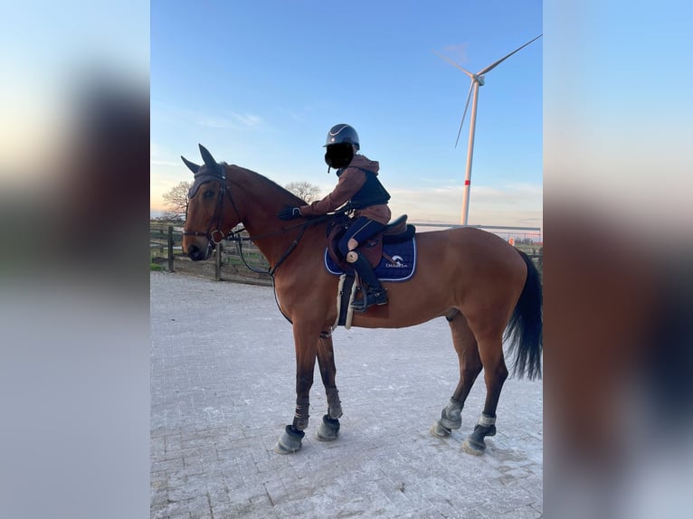 Belgian Sport Horse Gelding 8 years 16,2 hh Brown in Wuustwezel