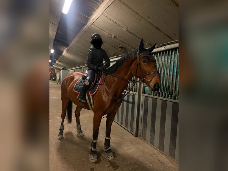 Belgian Sport Horse Gelding 8 years 16,2 hh Brown in Wuustwezel