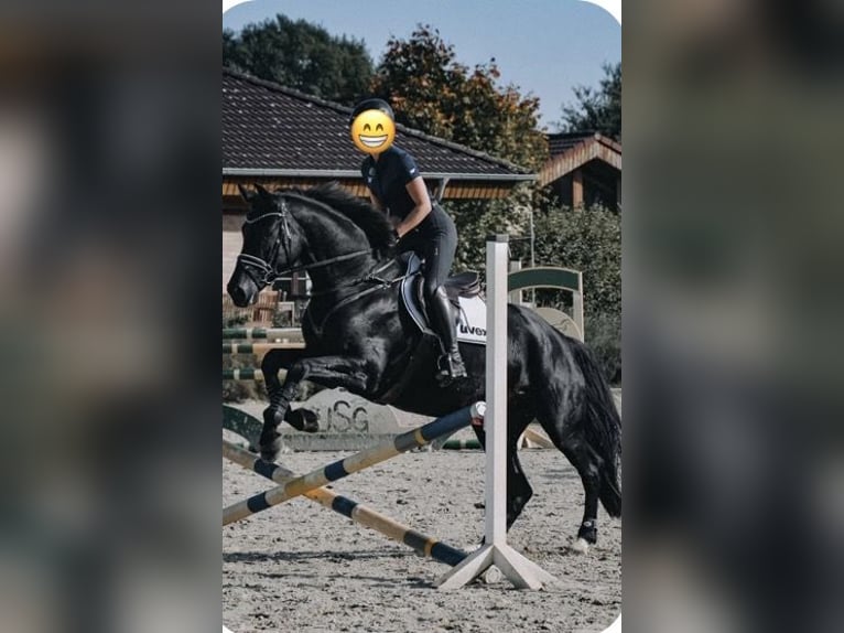 Belgian Sport Horse Gelding 8 years 16 hh Black in Hatten