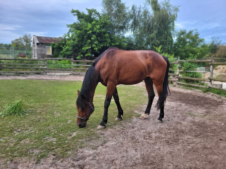 Belgian Sport Horse Gelding 8 years 16 hh Brown in Otterstadt