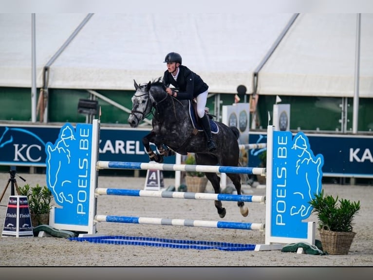 Belgian Sport Horse Gelding 8 years 16 hh Gray-Dark-Tan in St-Truiden