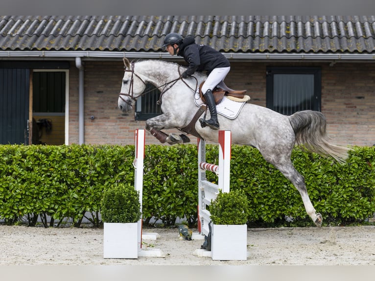 Belgian Sport Horse Gelding 8 years 16,1 hh Grey in Waddinxveen