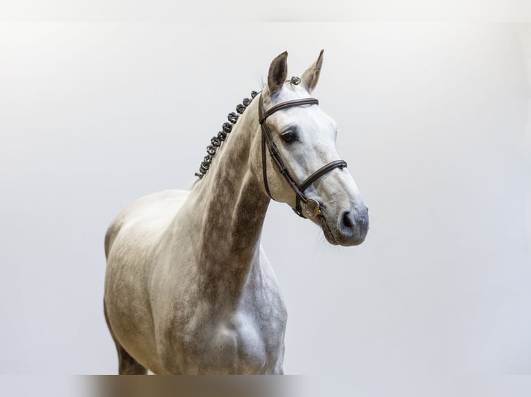 Belgian Sport Horse Gelding 8 years 16,1 hh Grey in Waddinxveen