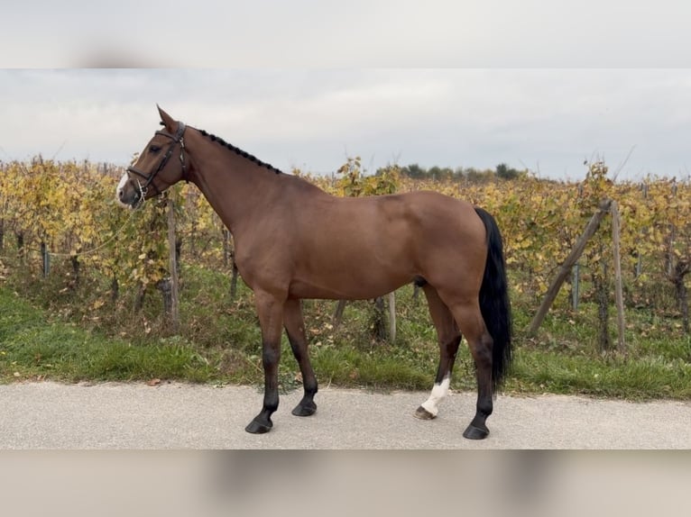 Belgian Sport Horse Gelding 8 years 17 hh  in Nothalten