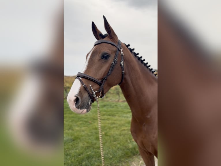 Belgian Sport Horse Gelding 8 years 17 hh  in Nothalten