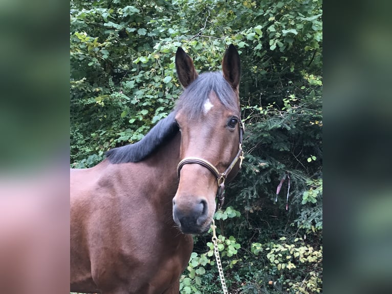 Belgian Sport Horse Gelding 8 years in Murg