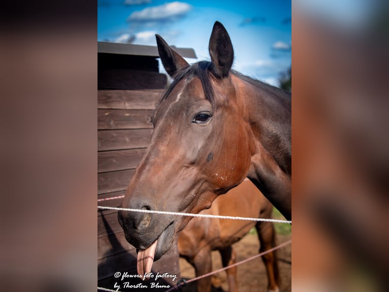 Belgian Sport Horse Gelding 9 years 15,3 hh Brown in Pulheim